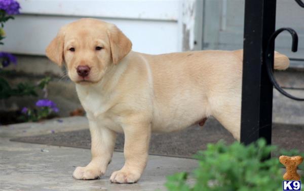 Labrador Retriever