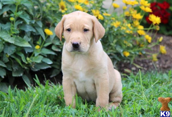 Labrador Retriever