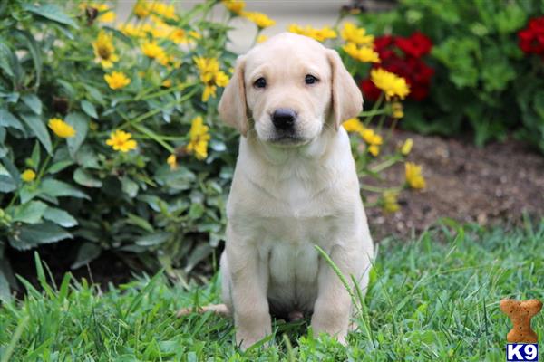 Labrador Retriever