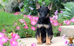 German Shepherd