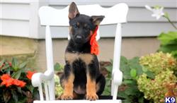 German Shepherd