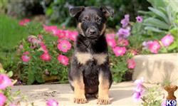 German Shepherd
