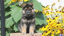 German Shepherd