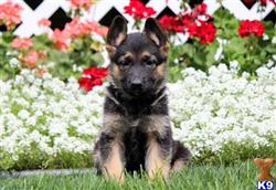 German Shepherd
