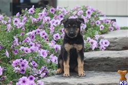 German Shepherd