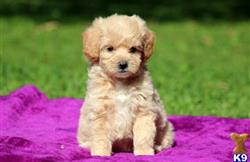 Goldendoodles