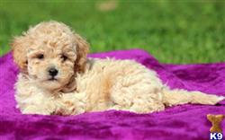 Goldendoodles