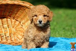 Goldendoodles