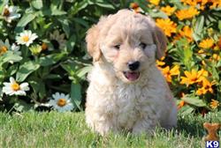 Goldendoodles
