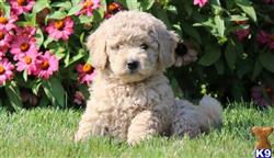 Goldendoodles