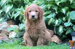 Goldendoodles