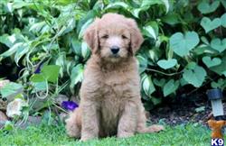 Goldendoodles