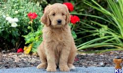 Goldendoodles