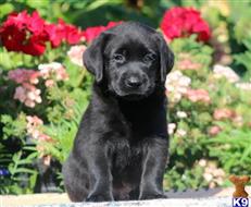 labrador retriever puppy posted by keystonepups