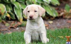 labrador retriever puppy posted by keystonepups