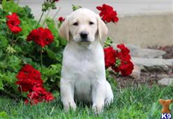 labrador retriever puppy posted by keystonepups