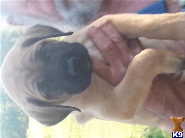 mastiff puppy posted by kfairbanks