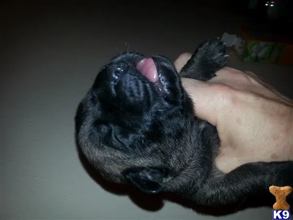 Mastiff puppy for sale