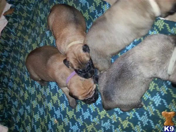 Mastiff puppy for sale