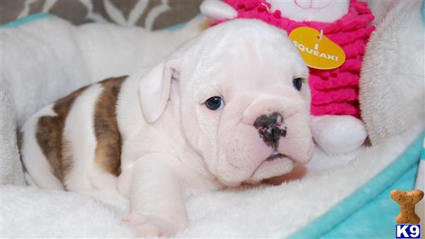 a english bulldog dog wearing a pink hat
