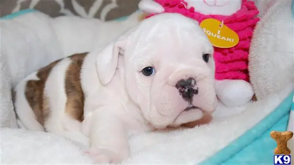 English Bulldog puppy for sale