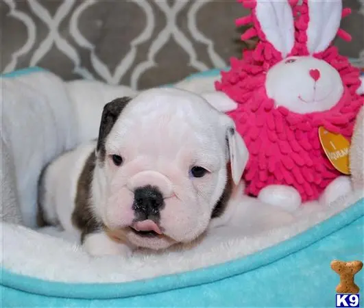 English Bulldog puppy for sale