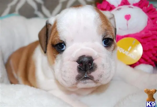 English Bulldog puppy for sale