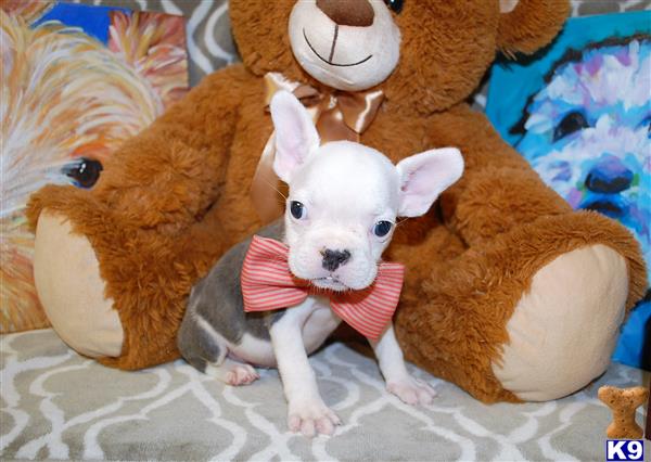 a french bulldog dog wearing a bow tie