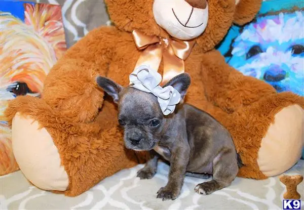 French Bulldog puppy for sale