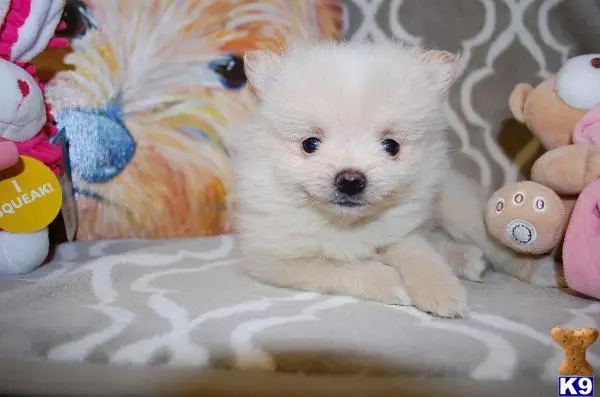 Pomeranian puppy for sale