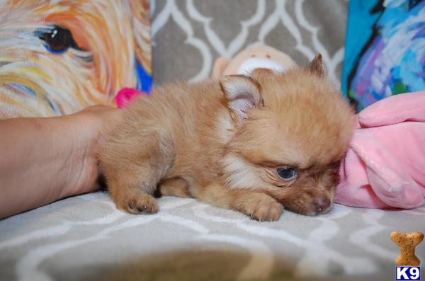 Pomeranian dog