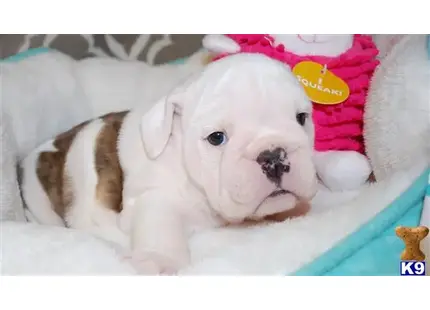 English Bulldog