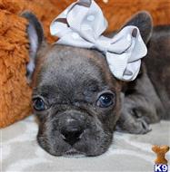 french bulldog puppy posted by kfromuk