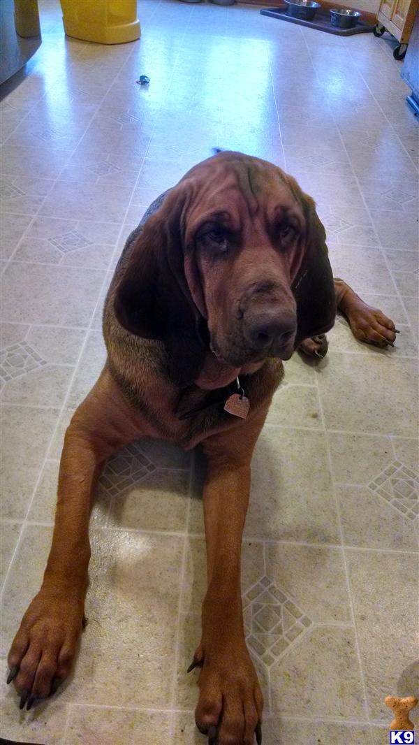 Bloodhound dog