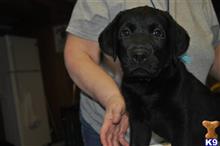 labrador retriever puppy posted by khadacz