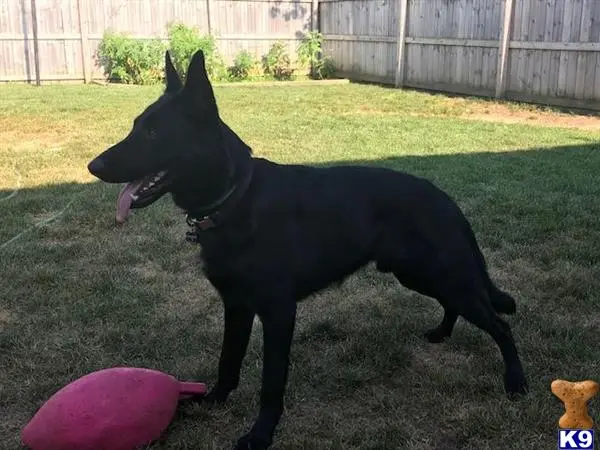 German Shepherd stud dog