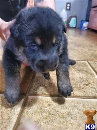 German Shepherd puppy for sale