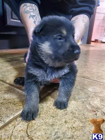 German Shepherd puppy for sale