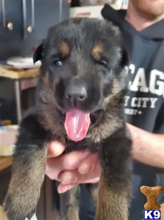 German Shepherd puppy for sale