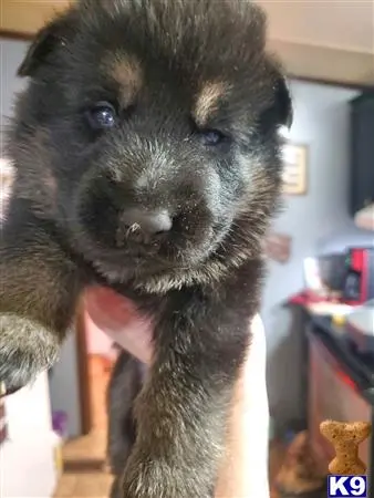 German Shepherd puppy for sale