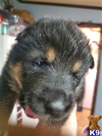 German Shepherd puppy for sale