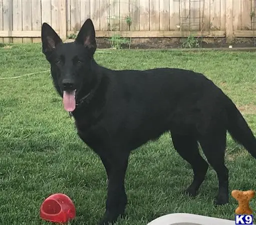 German Shepherd stud dog