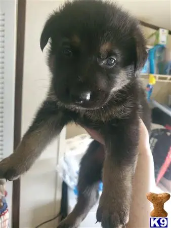 German Shepherd puppy for sale