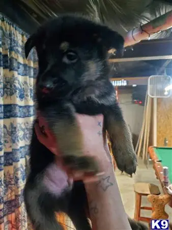 German Shepherd puppy for sale