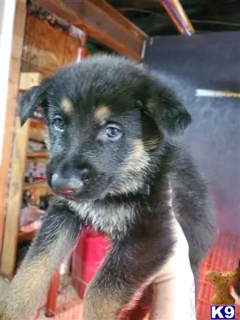 German Shepherd puppy for sale