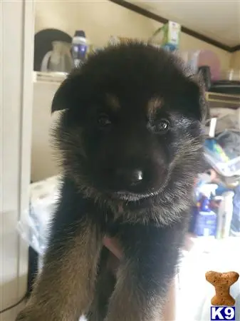 German Shepherd puppy for sale