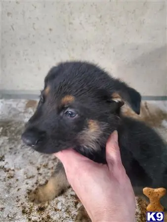 German Shepherd puppy for sale