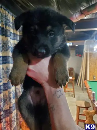 German Shepherd puppy for sale