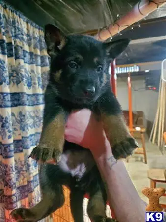 German Shepherd puppy for sale