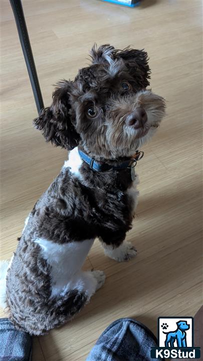Havanese stud dog
